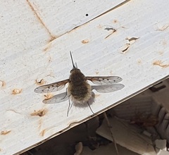 Bombylius medius