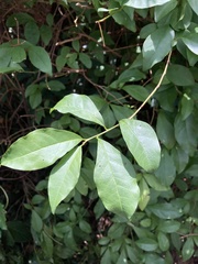 Decaneuropsis gratiosa