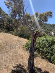 Lyonothamnus floribundus