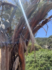 Lyonothamnus floribundus