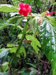 Begonia longirostris
