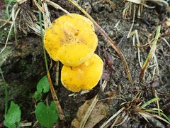 Cantharellus flavus