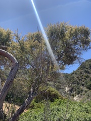 Lyonothamnus floribundus