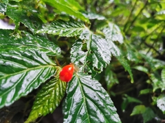 Begonia longirostris