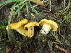 Cantharellus flavus