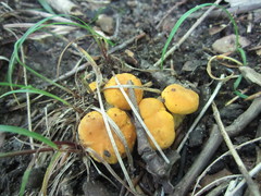 Cantharellus flavus