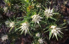 Andersonia echinocephala