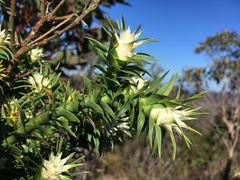 Andersonia echinocephala