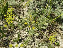 Zosima absinthifolia