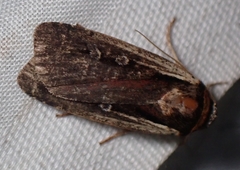 Ochropleura implecta