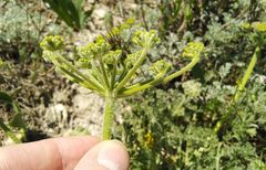 Zosima absinthifolia