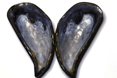 Choromytilus meridionalis