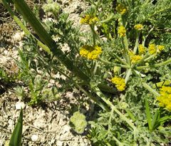 Zosima absinthifolia