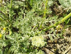 Zosima absinthifolia