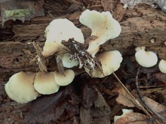 Hohenbuehelia angustata