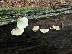 Hohenbuehelia angustata