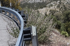 Malacothamnus orbiculatus