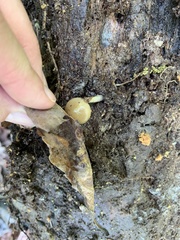 Kuehneromyces marginellus