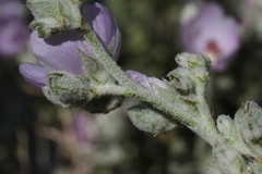 Malacothamnus orbiculatus