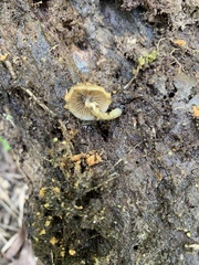 Kuehneromyces marginellus