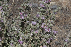 Malacothamnus orbiculatus