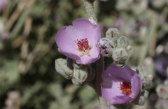 Malacothamnus orbiculatus
