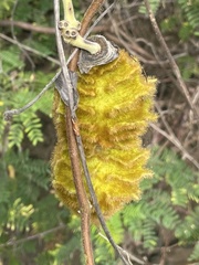 Mucuna sloanei