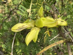 Mucuna sloanei