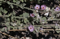 Malacothamnus orbiculatus