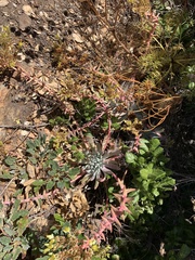Dudleya greenei