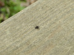 Metaphidippus manni