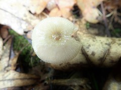 Volvariella nigrodisca