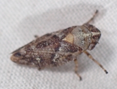 Aphrophora parallela
