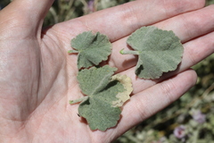 Malacothamnus orbiculatus