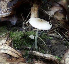 Volvariella nigrodisca