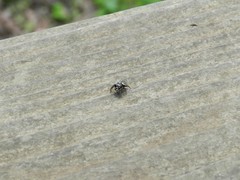 Metaphidippus manni