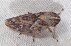 Aphrophora parallela