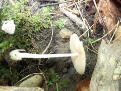 Volvariella nigrodisca