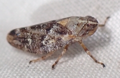 Aphrophora parallela