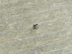 Metaphidippus manni