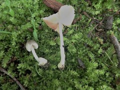 Volvariella nigrodisca