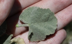 Malacothamnus orbiculatus