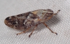 Aphrophora parallela