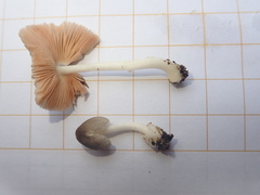 Volvariella nigrodisca