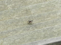Metaphidippus manni