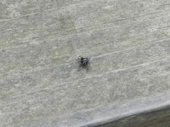 Metaphidippus manni