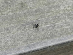 Metaphidippus manni