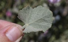 Malacothamnus orbiculatus