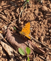 Argynnis niobe