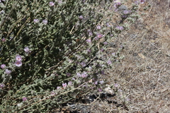 Malacothamnus orbiculatus